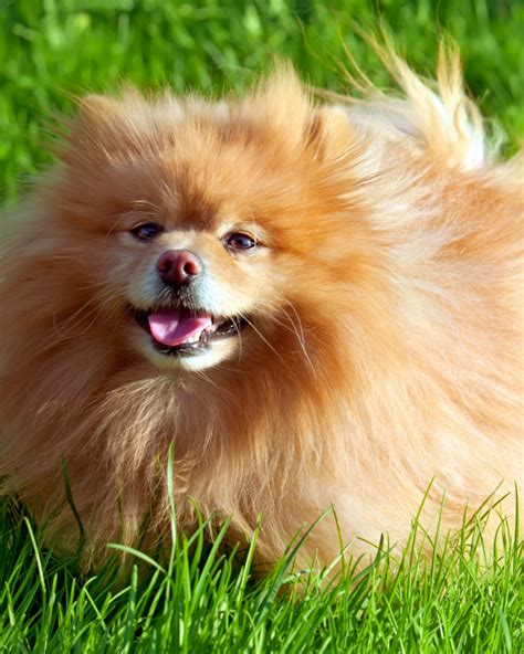 dogs that are similar to pomeranians